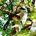 blackcap babbler/turdoides reinwardtii/tymal czarnogłowy (rodzaj: turdoides) Rodzina: Tymaliowate (Kurtodrozdowate)/Old World Babblers/Timaliidae