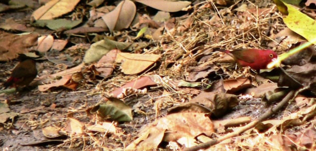 Red-billed Firefinch/Lagonosticta Senegala/Amarantka czerwonodzioba (rodzaj: Lagonosticta)
Rodzina: Astryldy/Estrildidae/Estrildid Finch