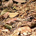 Red-billed Firefinch/Lagonosticta Senegala/Amarantka czerwonodzioba (rodzaj: Lagonosticta)
Rodzina: Astryldy/Estrildidae/Estrildid Finch