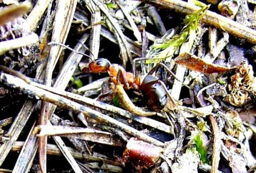 moje pierwsze mrówki... #mrówka #owady #zwierzęta #przyroda #natura #mrowisko