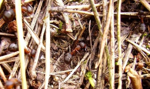 ruch w mrowisku.. #mrówka #owady #zwierzęta #przyroda #natura #mrowisko