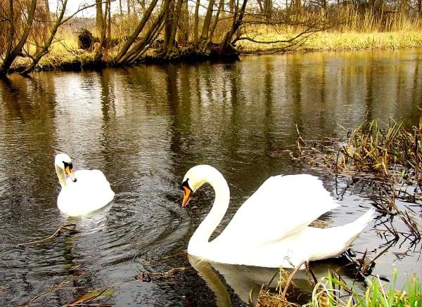 #łabędzie #zwierzęta #przyroda #rzeka #natura