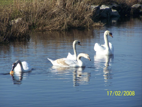 Łabędzie