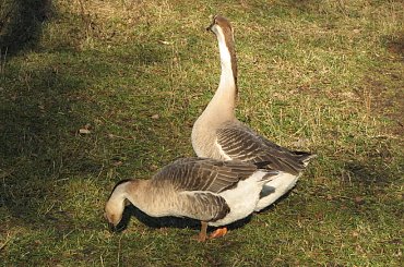 Gęsi na paswisku #Gęś #pastwisko