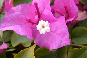 #kwiat #piękny #piękne #makro #natura #przyroda