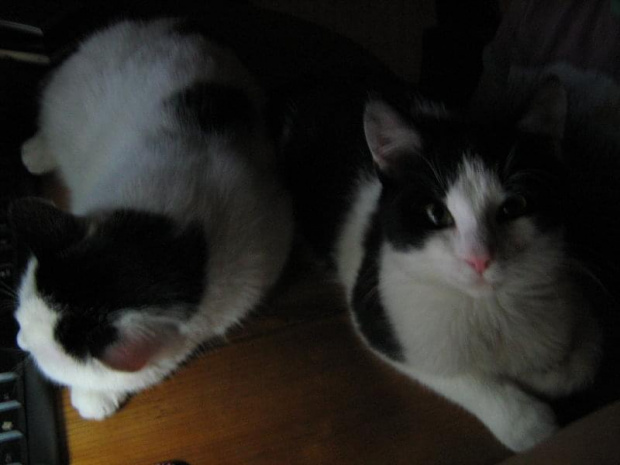 Gwizdek i Filip #koty #KotyKulki
