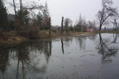 Przycinka drzew nad stawem salinarnym