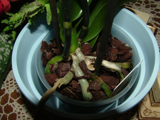 phalaenopsis #storczyki