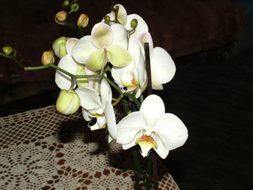 phalaenopsis #storczyki