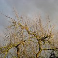 (02.03.08r) #niebo #widoki #drzewa
