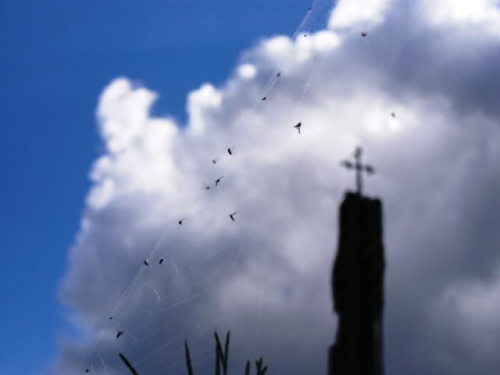 #pająk #pajęczyna #muchy #krzyż #wieś #przyroda #natura