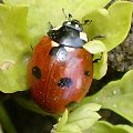 Biedronka siedmiokropka - Coccinella septempunctata . Data : 08.03.2008. Miejsce : ogródek . Miejscowość : Piaski Wielkopolskie .