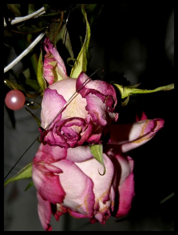 #róża #róże #różyczki #różyczka #kwiat #kwiatek #kwiatki #kwiatuszki