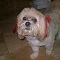 Wszystkie moje sliczne dziewczynki_CoCo,_Lucy_Matty_Syndy_Holly