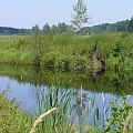 #rzeka #las #puszcza #przyroda #natura #łąka #zieleń #lato