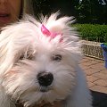 Wszystkie moje sliczne dziewczynki_CoCo,_Lucy_Matty_Syndy_Holly
