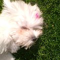 Wszystkie moje sliczne dziewczynki_CoCo,_Lucy_Matty_Syndy_Holly