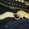 rats do adopcji