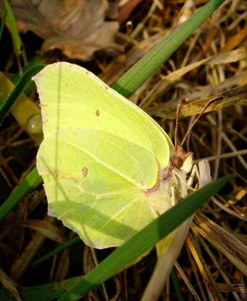 przystojniaczek #motyl #owady #wiosna #natura #łąka #przyroda