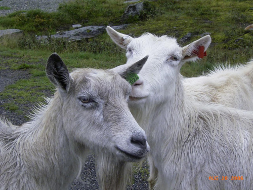 Norwegia-powrót do kraju,kozy na drodze zawsze mają pierwszeństwo