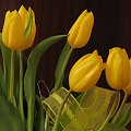 #kwiaty #tulipany