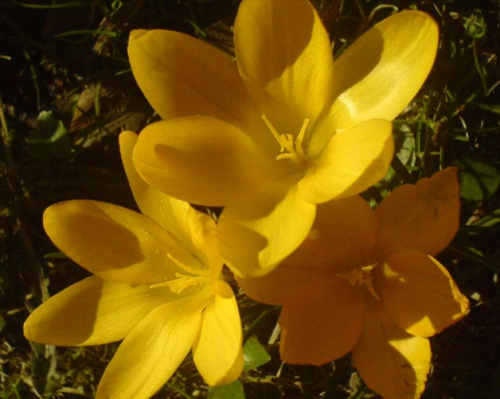 #natura #kwiat #wiosna #rośliny #krokus