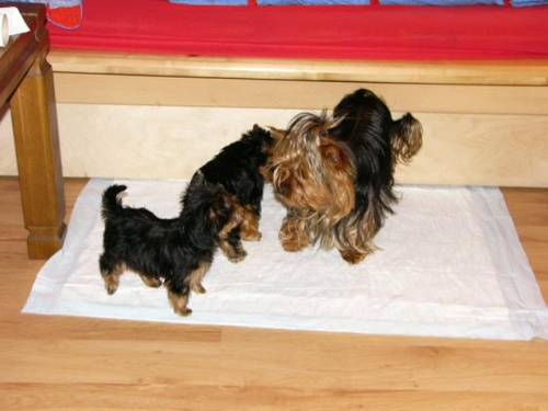 14.03.2008
Megi,Beti i Chico