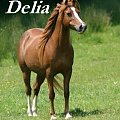 Arabian Horse Delia