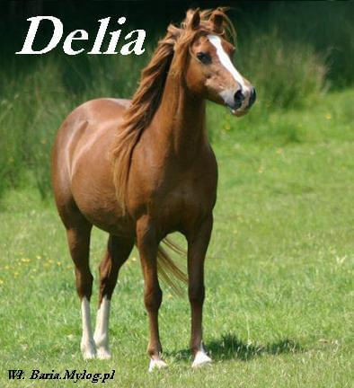 Arabian Horse Delia