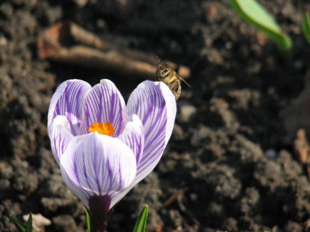fotogeniczna pszczółka