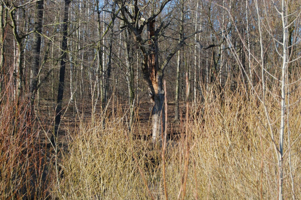 Kaczawa wiosną- okolice Pątnowa