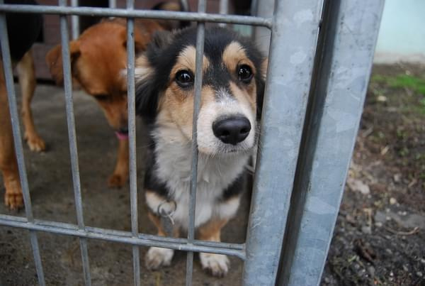Toluś #DoAdopcji #schron #czeka #pies #adoptuj #Jastrzębie