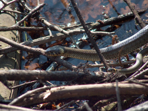 samica z młodym #przyroda #natura #gady #węże #zaskrońce