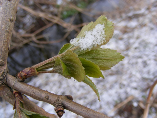 makro- młode listki w śniegu #makro #listki #śnieg