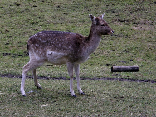 #przyroda #natura #zwierzaki #zwierzęta #kadzidłowo #park #DZIKIEZWIERZĘTA