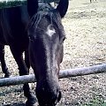 "Żaden dobry jeździec, którą swoją sztukę posiadł należycie, nie ma siebie za doskonałego."
St. Bereza
