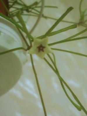 Hoya retusa - kwiat #HoyaHojaRetusa