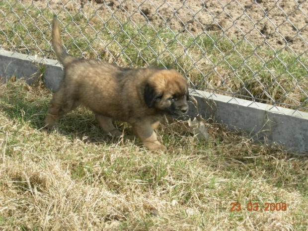 #psy #pies #Leonberger