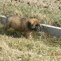 #psy #pies #Leonberger