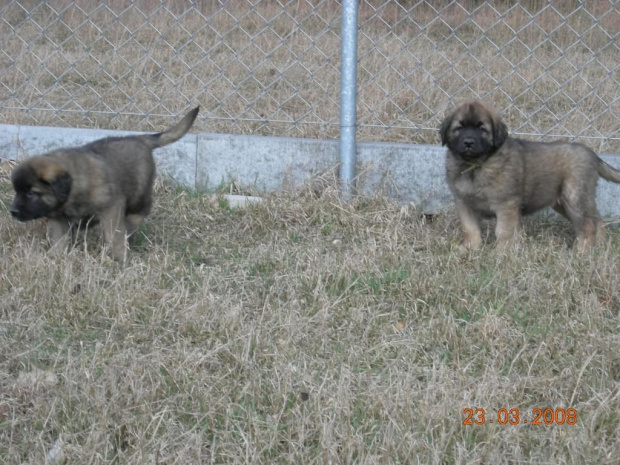 #psy #pies #Leonberger