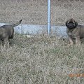 #psy #pies #Leonberger