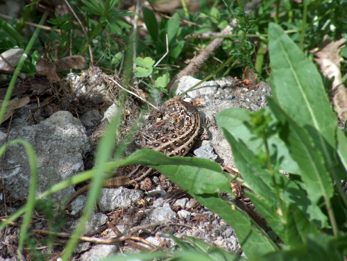 jaszczurka zwinka #natura #przyroda #zwierzęta #gady #jaszczurki #zwinka