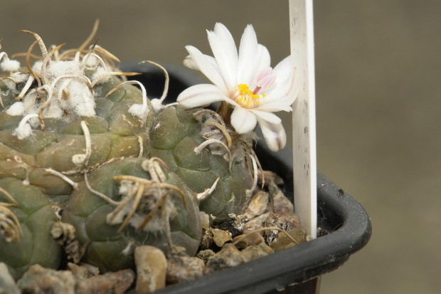 TURBINICARPUS KLINKERIANUS