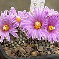 Turbinicarpus valdezianus