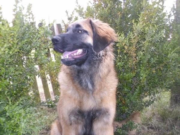 DALIA Apteka Natury #DALIAAptekaNatury #leonberger