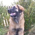 DALIA Apteka Natury #DALIAAptekaNatury #leonberger