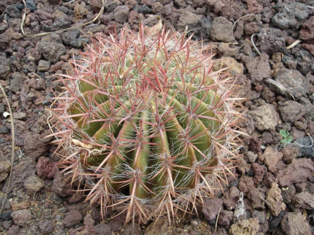 Różowa piłeczka:) #Kaktus #roślinki #egzotyczne #GranCanaria