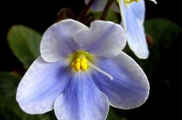 #fiołek #kwiaty #wiosna