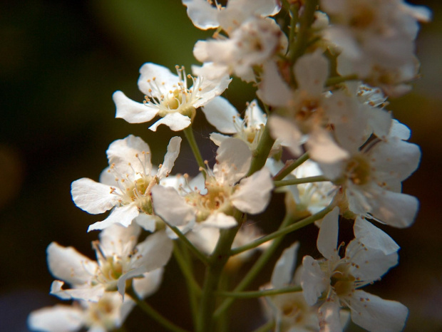 Kwiaty bzu #przyroda #natura #kwiaty #bez #makro #botanika #makrofotografia