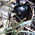 chrząszcz - Carabus
nemoralis (Biegacze) #przyroda #natura #zwierzęta #owady #chrząszcze #biegacze #makrofotografia